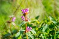 Bumblebee or Bombus pascuorum picking pollen