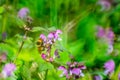 Bumblebee or Bombus pascuorum picking pollen of spring wild meadow Dead-Nettle