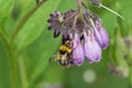 A Bumblebee, Bombus, pollinating a Comfrey flower in a meadow in springtime. Royalty Free Stock Photo