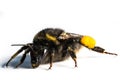 Bumblebee / Bombus terrestris