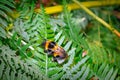 Bumblebee Bombus terrestris feeding on blossoming white wild flowers Royalty Free Stock Photo