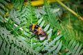 Bumblebee Bombus terrestris feeding on blossoming white wild flowers Royalty Free Stock Photo