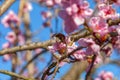 The bumblebee collects pollen in a peach orchard. Bombus terrestris.