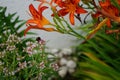 Bumblebee Bombus terrestris sits on oregano flowers Origanum vulgare, next to flowers of Hemerocallis fulva in July. Royalty Free Stock Photo