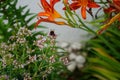 Bumblebee Bombus terrestris sits on oregano flowers Origanum vulgare, next to flowers of Hemerocallis fulva in July. Royalty Free Stock Photo