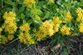 A bumblebee, Bombus terrestris, sits on a Sedum kamtschaticum \'Weihenstephaner Gold\' flower in June. Berlin, Germany Royalty Free Stock Photo