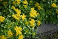 A bumblebee, Bombus terrestris, sits on a Sedum kamtschaticum \'Weihenstephaner Gold\' flower in June. Berlin, Germany