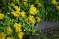 A bumblebee, Bombus terrestris, sits on a Sedum kamtschaticum \'Weihenstephaner Gold\' flower in June. Berlin, Germany Royalty Free Stock Photo