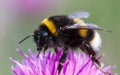 Bumblebee, Bombus Terrestris and thistle