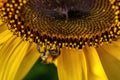 A bumblebee Bombus which is sitting on a bright yellow sunflower Helianthus annuus Royalty Free Stock Photo