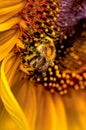 A bumblebee Bombus which is sitting on a bright yellow sunflower Helianthus annuus Royalty Free Stock Photo