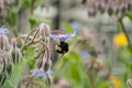 Bumblebee on borago officinalis flower, also a starflower, is an annual herb in the flowering plant family Boraginaceae Royalty Free Stock Photo