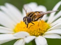 Bumblebee at breakfast Royalty Free Stock Photo