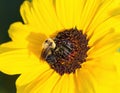 Bumblebee on bright yellow Sunflower with disc floret details Royalty Free Stock Photo