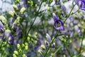 bumblebee in bud of blue purple aconite flowers, monkshood, wolfsbane on a bush, perennial