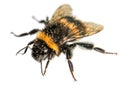 Bumblebee buff-tailed Bombus terrestris isolated white Royalty Free Stock Photo