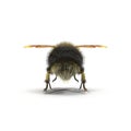 The Bumblebee or Bumble Bee Bombus terrestris isolated on white. 3D illustration