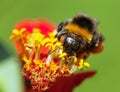 Bumblebee or bumble bee on yellow and red flower Royalty Free Stock Photo