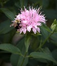 Bumblebee Busy on Pink Bee Balm Monarda Royalty Free Stock Photo