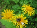 Bumblebee and butterfly on a bright yellow flower Telekia speciose on a green background