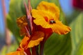 Bumblebee on a canna lily Royalty Free Stock Photo