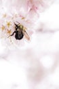 Bumblebee | Carpenter Bee