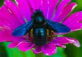 Bumblebee carpenter violet. A bee on a flower Royalty Free Stock Photo