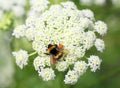 Bumblebee on a carrots flower