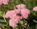 Bumblebee Centered on Pink Stonecrop Sedum Royalty Free Stock Photo