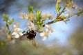 Bumblebee on a cherry blossom tree in spring