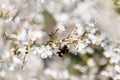 Bumblebee on a cherry blossom