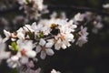 Bumblebee and cherry blossoms closeup
