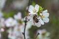 Bumblebee on cherry blossoms in spring season in the garden.