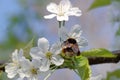 Spring background. Bumblebee and white flowers of cherry plum