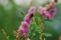 Bumblebee climbing on pink flower