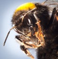 Bumblebee close up