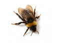 Bumblebee close-up Royalty Free Stock Photo