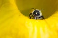 Bumblebee close up
