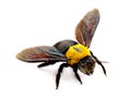 Bumblebee close-up. Royalty Free Stock Photo