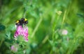 Bumblebee close up in its natural habitat