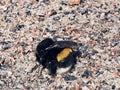 Bumblebee close-up on the road isolated background