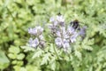 Bumblebee closeu bumble bee on Phacelia tanacetifolia honey plant for bees and insect