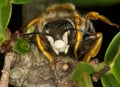 Bumblebee closeup. Royalty Free Stock Photo