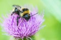 Bumblebee on clover flower Royalty Free Stock Photo