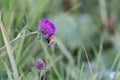 Bumblebee on a clover flower. TrifÃÂ³lium Royalty Free Stock Photo