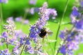 Bumblebee collecting flower pollen. Flowers of Nepeta cataria catnip, catswort, catmint. Floral background