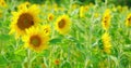 Bumblebee collecting honey nectar and pollen from sunflower close-up footage. Bee flying and pollinating flowers slow Royalty Free Stock Photo