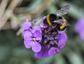 Bumblebee collecting honey from a purple blooming Royalty Free Stock Photo