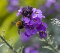 Bumblebee collecting honey from a purple blooming Royalty Free Stock Photo