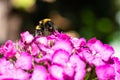 Bumblebee collecting nectar on a carnation. A macro shot of the living insect Royalty Free Stock Photo